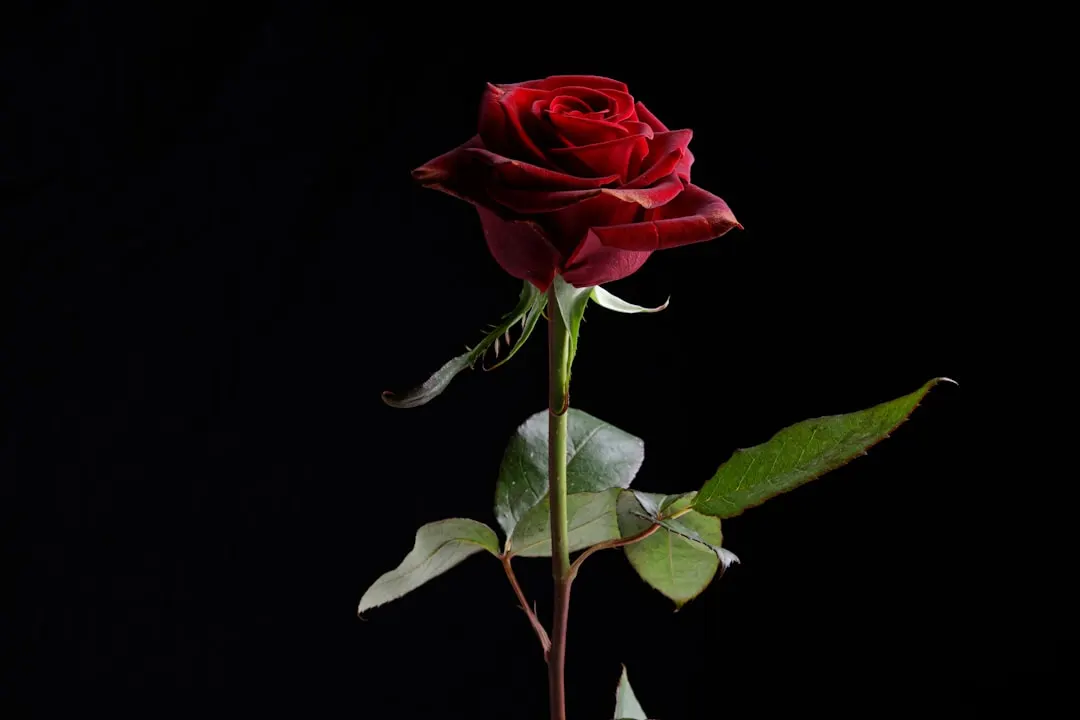 Eine einzelne rote Rose vor schwarzem Hintergrund