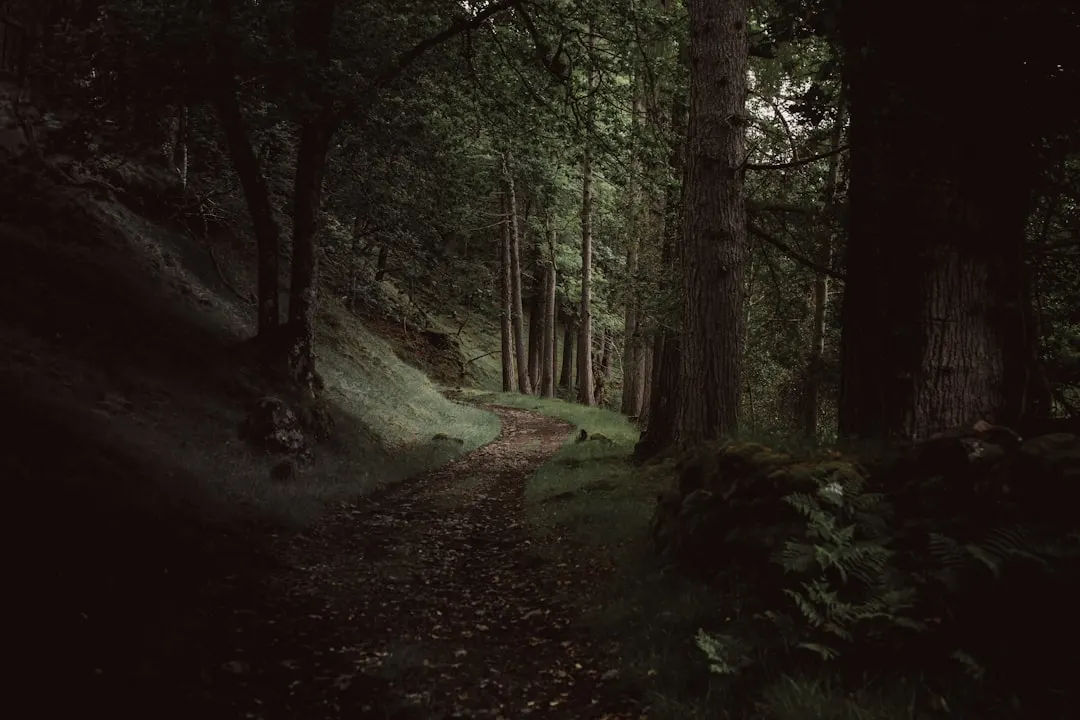 Ein Weg gabelt sich in einem dunklen Wald